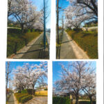 桜だより写真のサムネイル