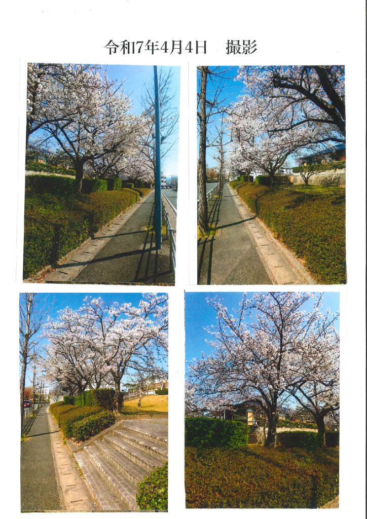桜だより写真のサムネイル